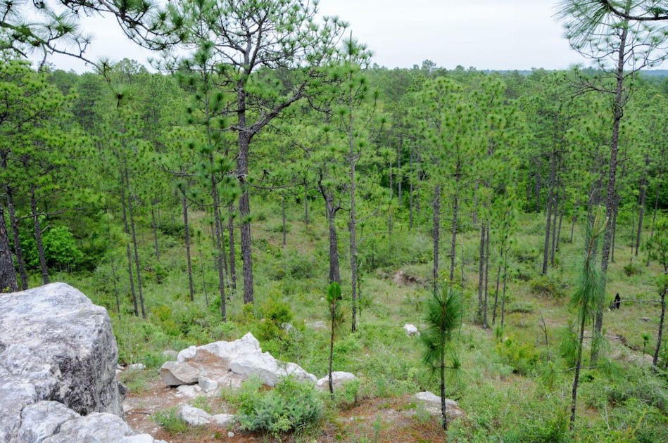 Piney Woods Forests One Earth